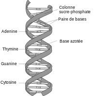 Structure d'ADN
