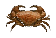 tourteau crabe